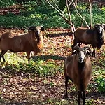 Authentique Maison Familiale En Périgord Pourpre *