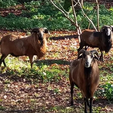 La Maison Dans La Clairiere En Perigord Pourpre *