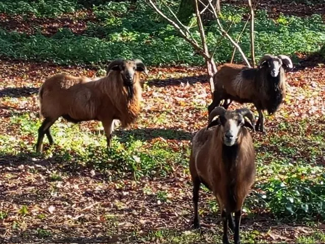 La Maison Dans La Clairiere En Perigord Pourpre *